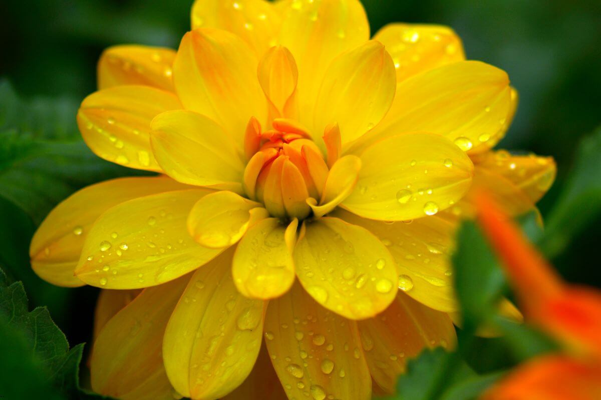 A blooming yellow dahlia covered with morning dew, symbolizing how our faith grows as we continue to give your worries to God and learn to trust His faithful care.