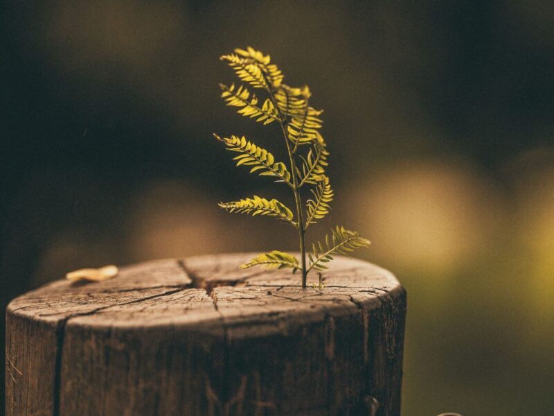 A young green plant growing from a weathered tree stump in warm golden light, symbolizing hope, renewal, and trusting God through difficult seasons by studying bible verses for fear