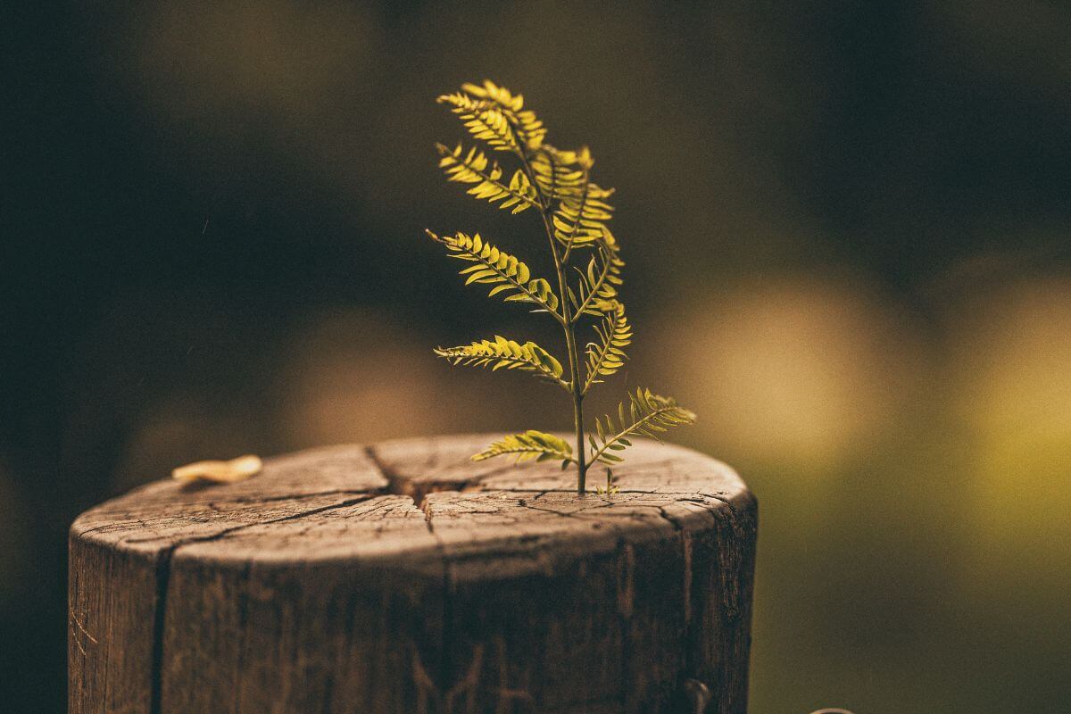 A young green plant growing from a weathered tree stump in warm golden light, symbolizing hope, renewal, and trusting God through difficult seasons by studying bible verses for fear